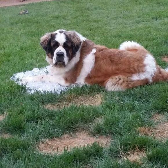 Meet your Posher, Danielle - Picture 1 of 1